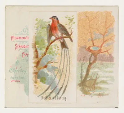 Shaft-tailed Bunting, from the Song Birds of the World series (N42) for Allen & Ginter Cigarettes