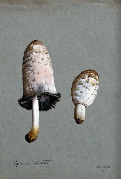 Shaggy ink cap or lawyer's wig fungus (Coprinus comatus): two fruiting bodies
