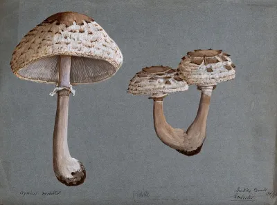 Shaggy parasol mushrooms (Lepiota rhacodes): three fruiting bodies