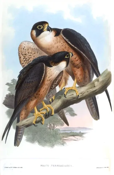Shaheen Falcon