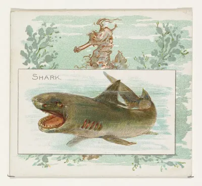 Shark, from Fish from American Waters series (N39) for Allen & Ginter Cigarettes