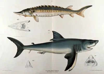 Sharks: six figures of two varieties, including details of the mouths of each example