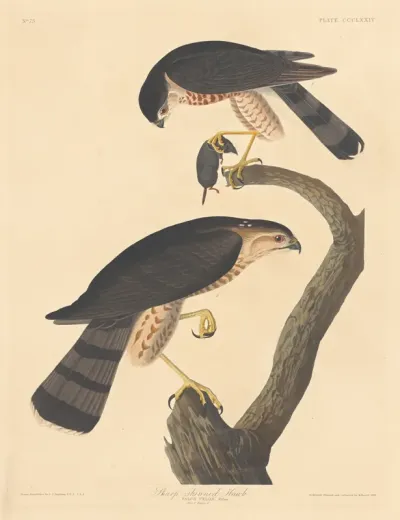 Sharp-shinned Hawk