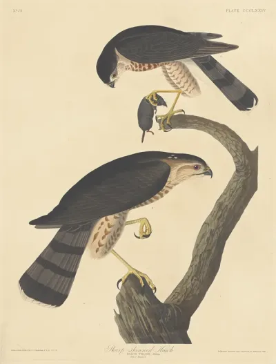 Sharp shinned Hawk