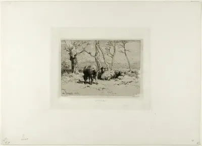 Sheep