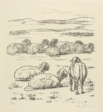 Sheep
