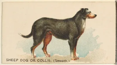 Sheep Dog or Collie (Smooth), from the Dogs of the World series for Old Judge Cigarettes