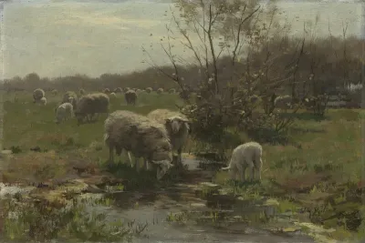 Sheep on the heath at Lunteren