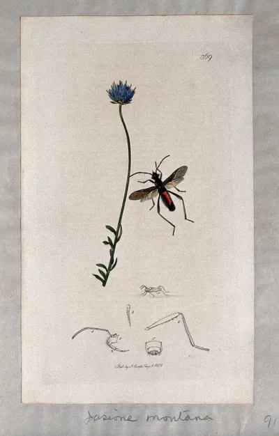 Sheep's-bit plant (Jasione montana) with an associated insect and its anatomical segments