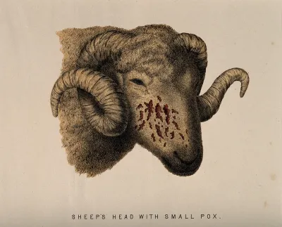 Sheep's head showing signs of smallpox