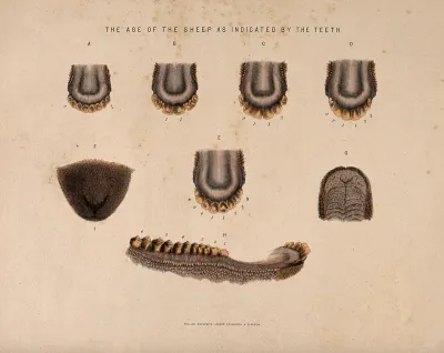 Sheep teeth: seven figures showing the stages of development in the teeth of sheep of different ages