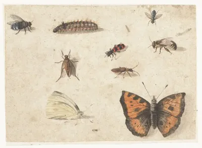 Sheet of Studies of Nine Insects
