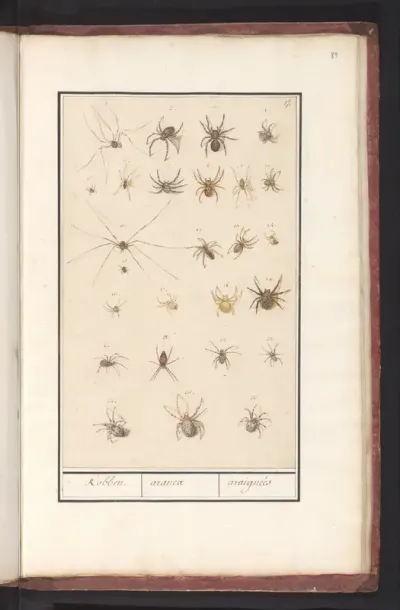 Sheet with Spiders