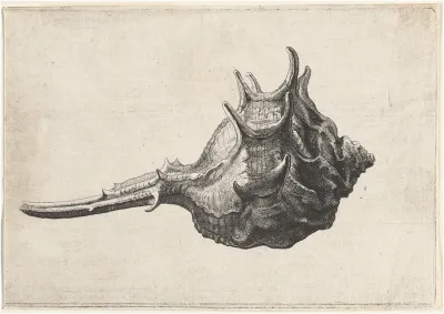 Shell (Murex brandaris)