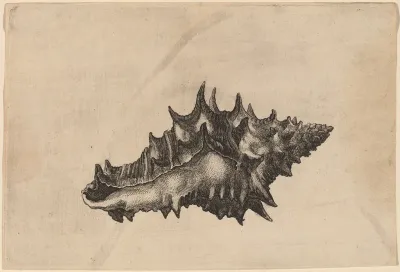 Shell, Vasum Ceramicum (Shells)