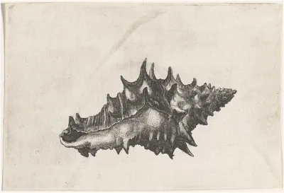 Shell (Vasum ceramicum)