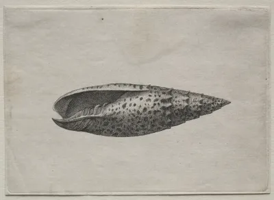 Shells: Mitra Papalis L
