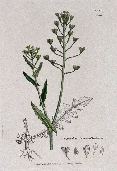 Shepherd's purse (Capsella bursa-pastoris): flowering stem, leaf and floral segments