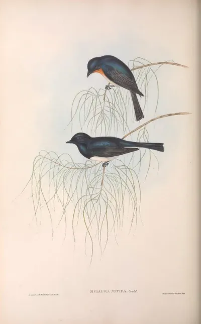 Shining Flycatcher