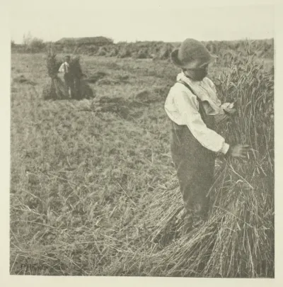 Shocking Corn (Norfolk)