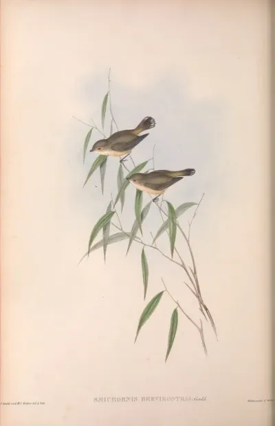 Short-billed Smicrornis