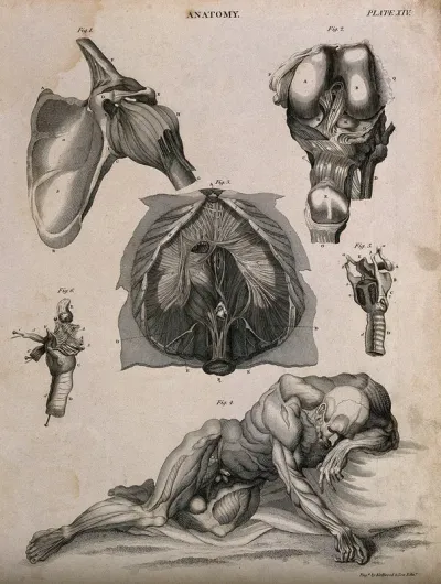 Shoulder joint, larynx, peritoneum (?) and a reclining écorché supported by the left elbow and the outstreched right hand, seen from the front