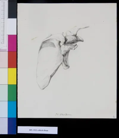 Shoulder (scapula)