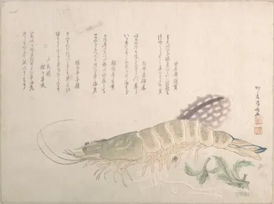 Shrimp and Cuttlefish