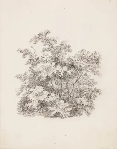 Shrubs