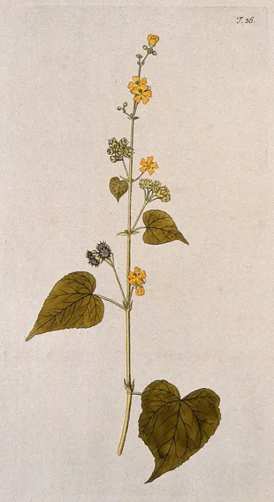 Sida (Sida umbellata L.): flowering and fruiting stem