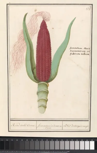 Siermais (Zea mays)