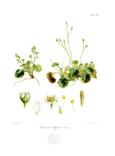 Sieversia albiflora
