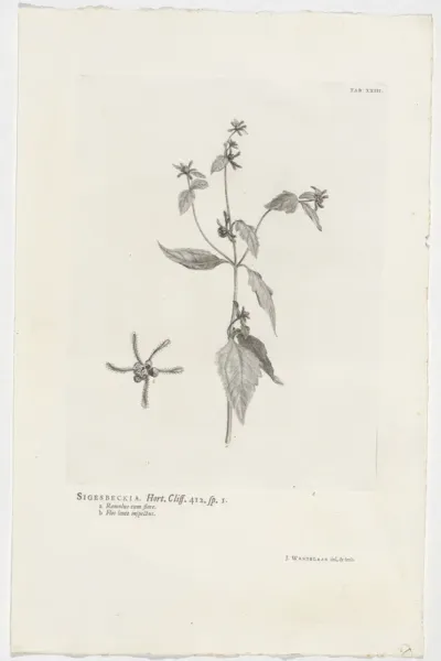 Sigesbeckia orientalis