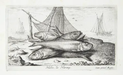 Silden (Halec)