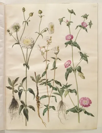 Silene latifolia (aften-pragtstjerne); Silene dioica (dag-pragtstjerne)