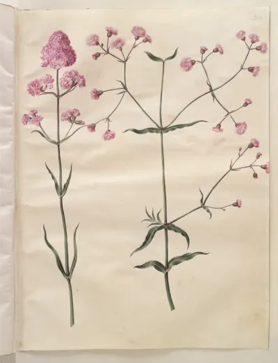 Silene viscaria (almindelig tjærenellike); Silene (trævlekrone)