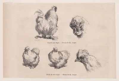 Silkie Cockerel and Silkie Hen, from "Le Magasin Pittoresque"
