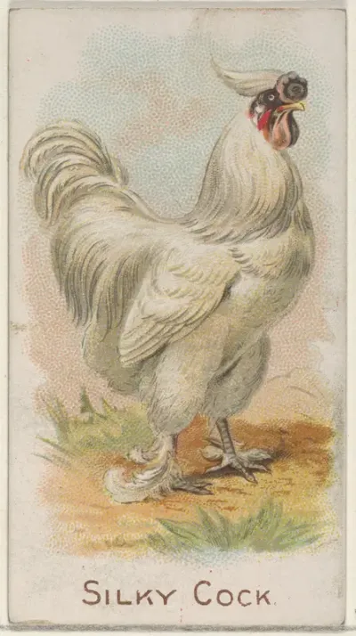 Silky Cock, from the Prize and Game Chickens series (N20) for Allen & Ginter Cigarettes