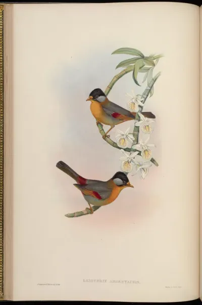 Silver-eared Leiothrix