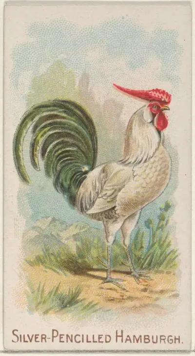 Silver-Pencilled Hamburgh, from the Prize and Game Chickens series (N20) for Allen & Ginter Cigarettes