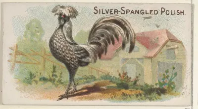 Silver-Spangled Polish, from the Prize and Game Chickens series (N20) for Allen & Ginter Cigarettes