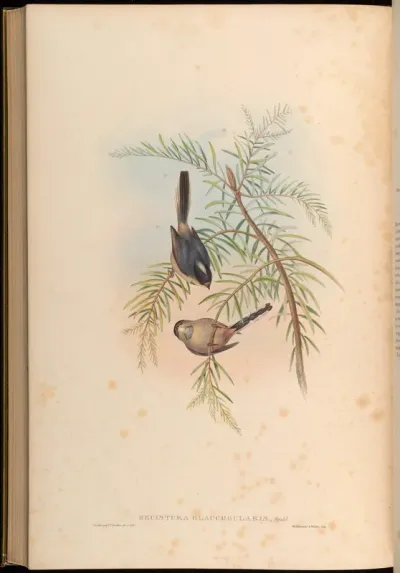 Silvery-throated Tit