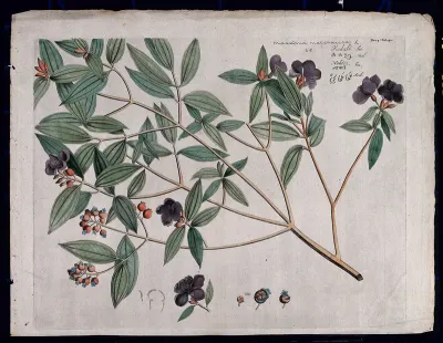 Singapore rhododendron (Melastoma malabathricum L.): branch with flowers and fruit, flowering shoot and floral segments