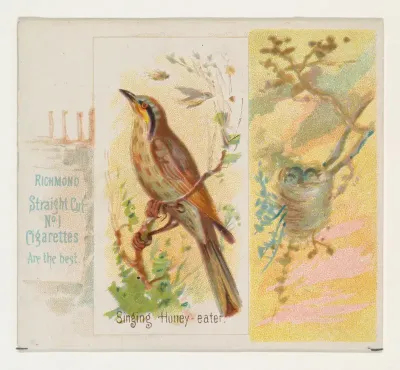 Singing Honey-eater, from the Song Birds of the World series (N42) for Allen & Ginter Cigarettes