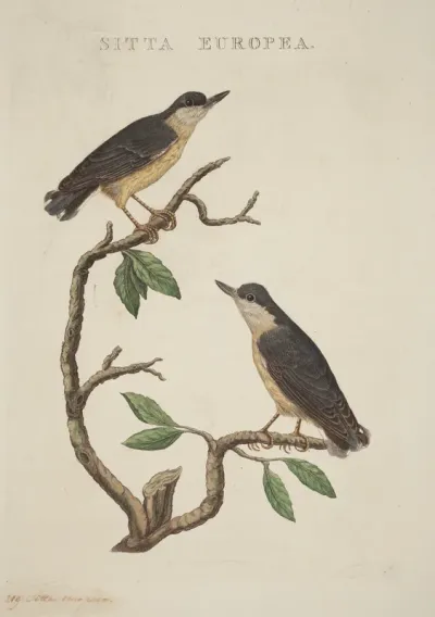 Sitta europea