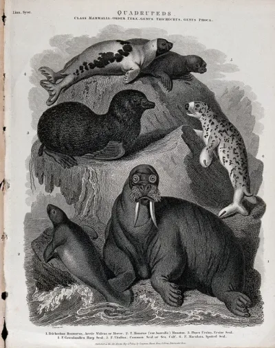 Six amphibious arctic mammals, including a walrus, a sea lion and a seal, shown in their natural habitat