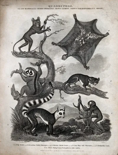 Six arboreal primates of the family Lemuridae