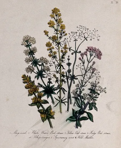 Six British wild flowers, four types of bedstraw (Galium species), squinancywort (Asperula cynanchica) and levant (Rubia peregrina)