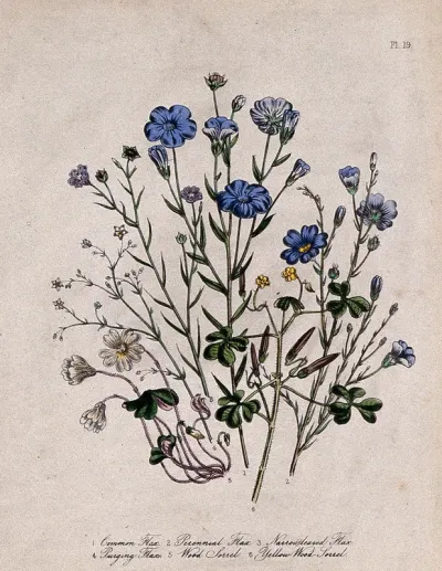 Six British wild flowers, four types of flax (Linum species) and two wood sorrel (Oxalis)