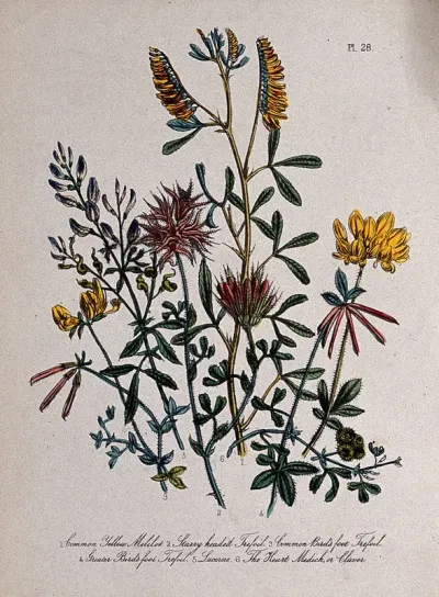 Six British wild flowers, including three types of trefoil (Lotus species)